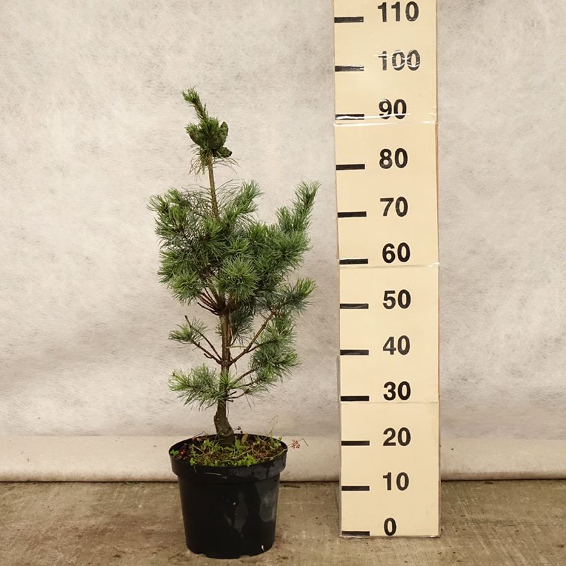 Example of Pinus parviflora Bergman - Mädchen-Kiefer Topf mit 7,5L/10L as you get in ete