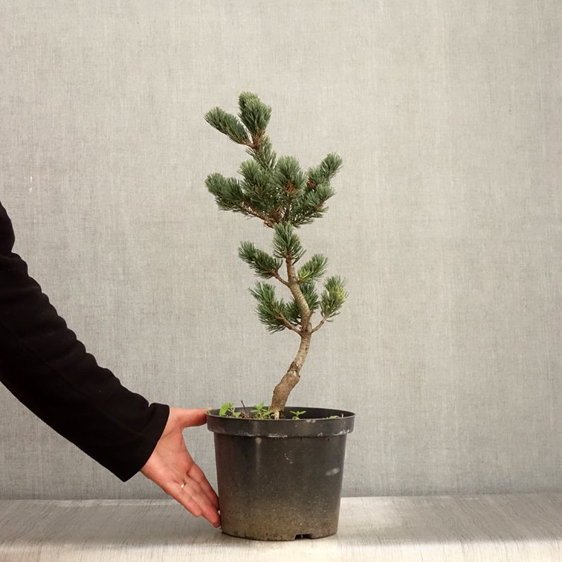 Example of Pinus parviflora Fukai - Mädchen-Kiefer Topf mit 4L/5L as you get in automne