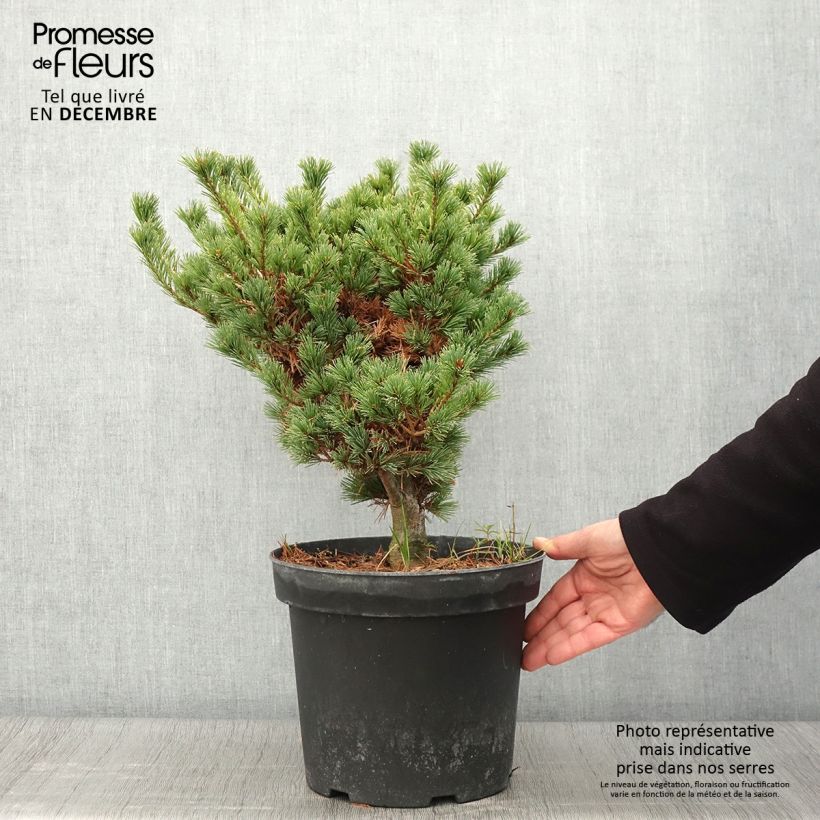 Example of Pinus parviflora Kokuho - Mädchen-Kiefer Topf mit 7,5L/10L as you get in automne