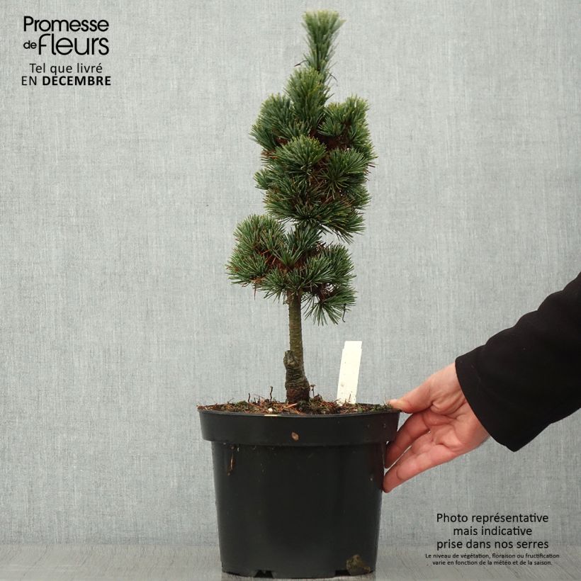 Example of Pinus cembra Compacta Glauca - Zirbel-Kiefer Topf mit 4L/5L as you get in automne