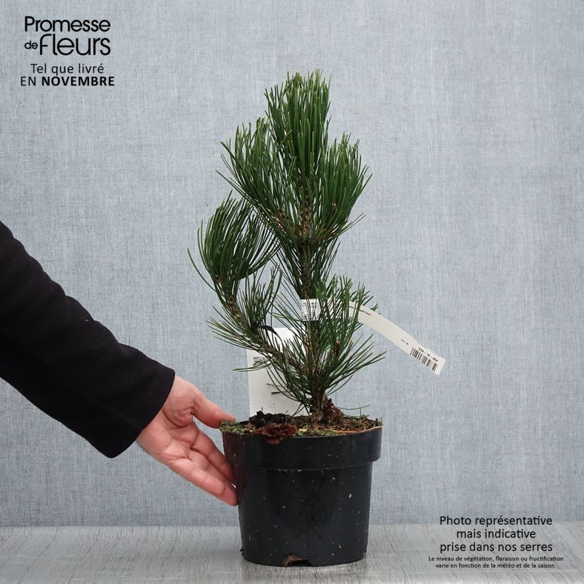 Example of Pinus heldreichii Compact Gem - Schlangenhaut-Kiefer Topf mit 2L/3L as you get in automne