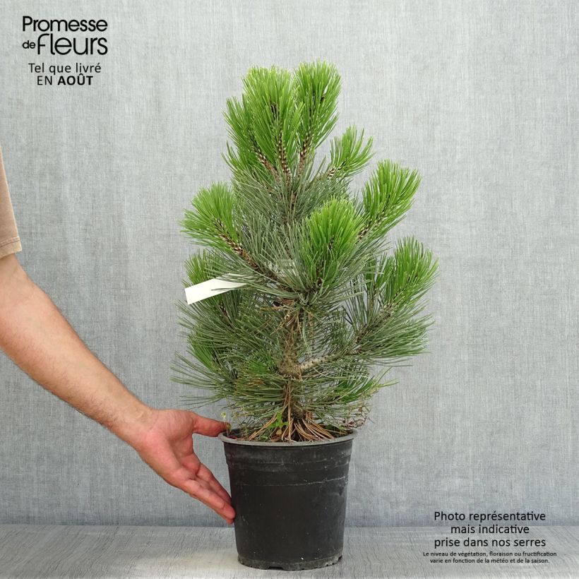 Exemplar von Pinus heldreichii Compact Gem - Schlangenhaut-Kiefer Topf mit 4L/5L wie im Sommer geliefert