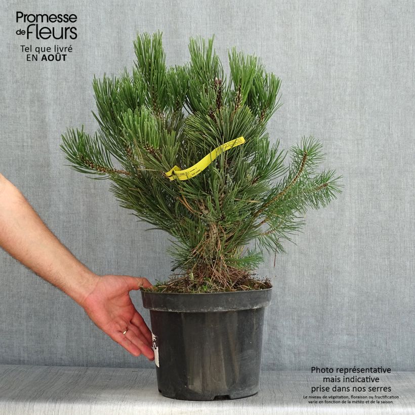 Exemplar von Pinus heldreichii Malinkii - Schlangenhaut-Kiefer Topf mit 7,5L/10L wie im Sommer geliefert