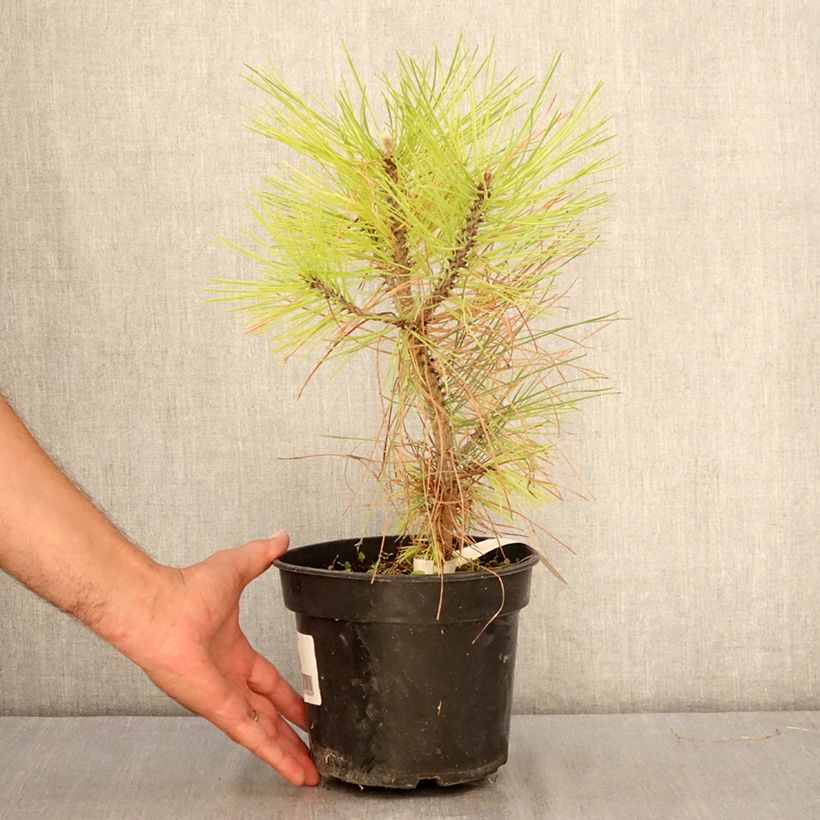 Example of Pinus jeffreyi - Jeffrey-Kiefer Topf mit 3L/4L as you get in ete