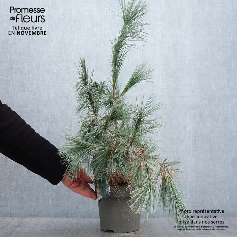 Example of Pinus wallichiana Densa Hill - Himalaya-Kiefer Topf mit 3L/4L as you get in automne