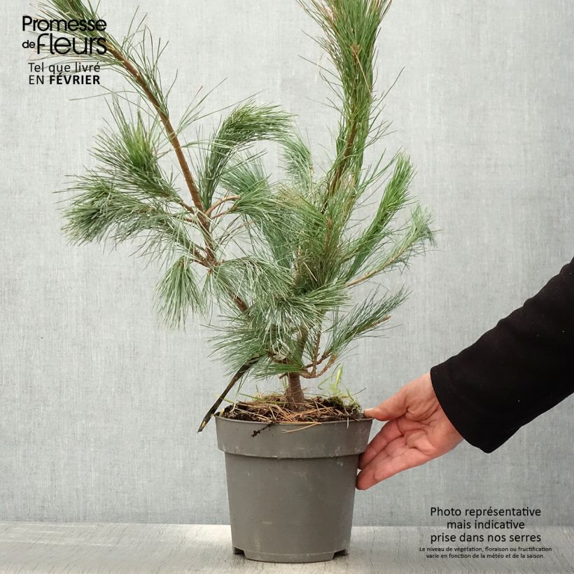 Exemplar von Pinus wallichiana Densa Hill - Himalaya-Kiefer Topf mit 3L/4L wie im Winter geliefert