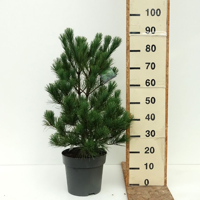 Exemplar von Pinus peuce - Rumelische Kiefer Topf mit 7,5L/10L wie im Sommer geliefert