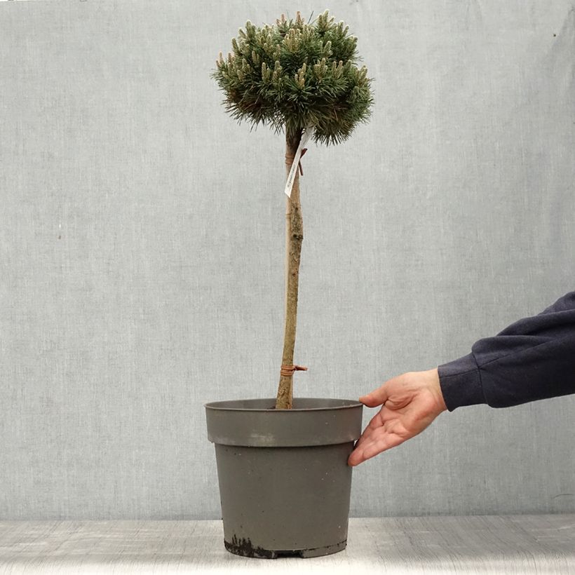 Exemplar von Pinus mugo Allgäu - Bergkiefer Topf mit 4L/5L, Stamm wie im Frühjahr geliefert