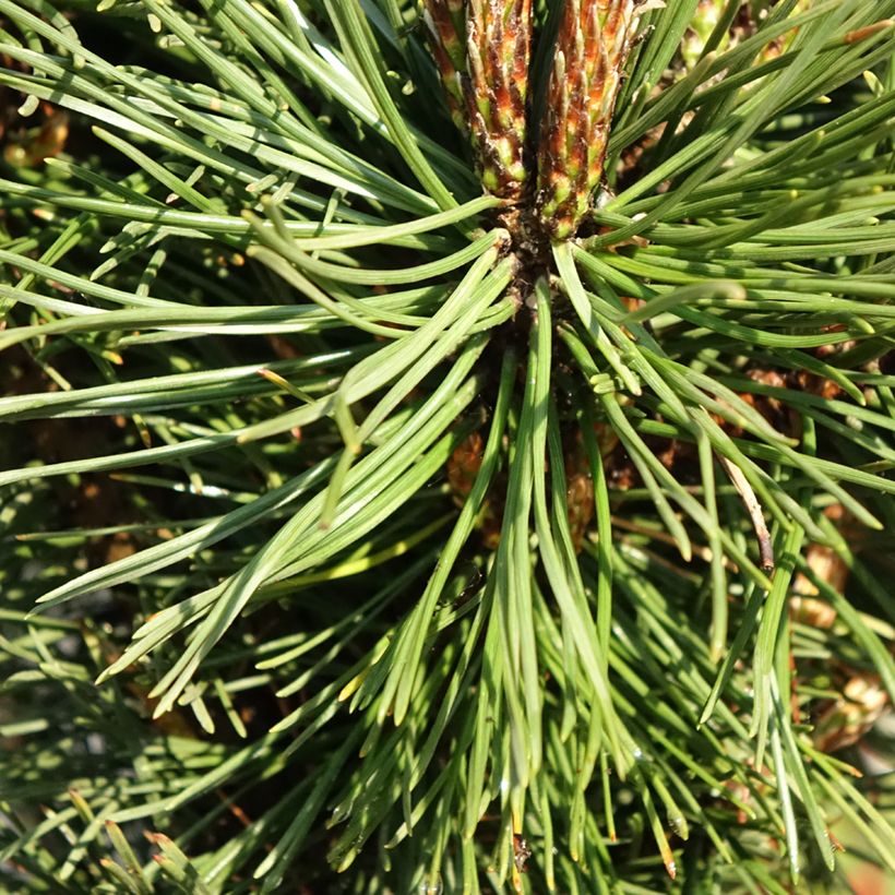 Pinus mugo Benjamin - Bergkiefer (Laub)
