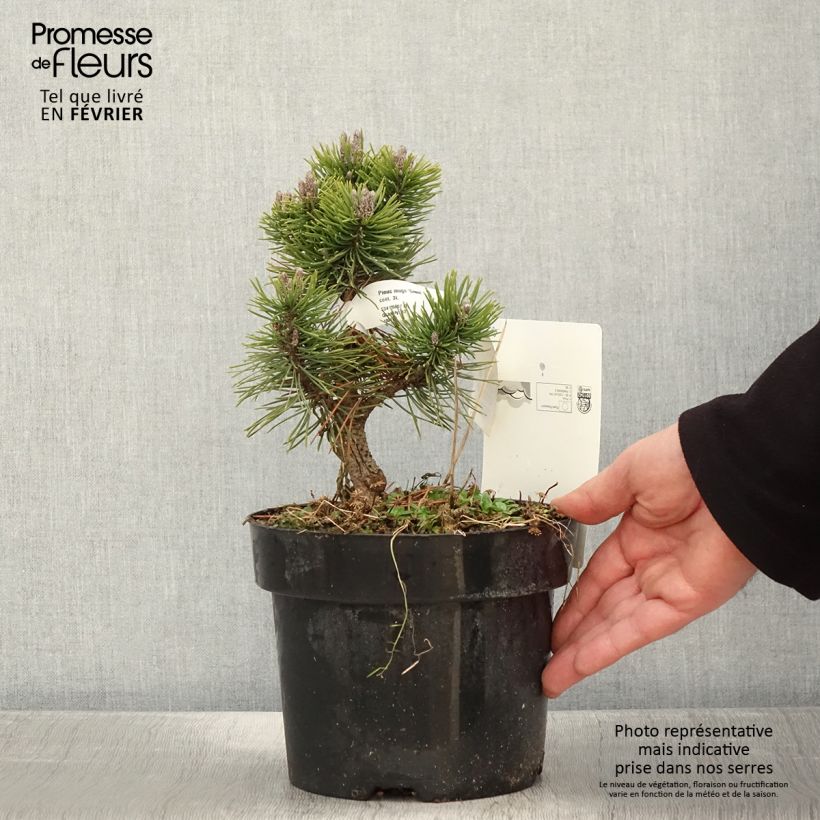 Exemplar von Pinus mugo Gnom - Bergkiefer Topf mit 2L/3L wie im Winter geliefert