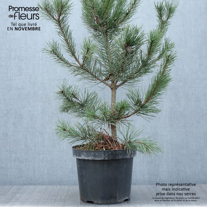 Example of Pinus mugo Gnom - Bergkiefer Topf mit 7,5L/10L as you get in automne