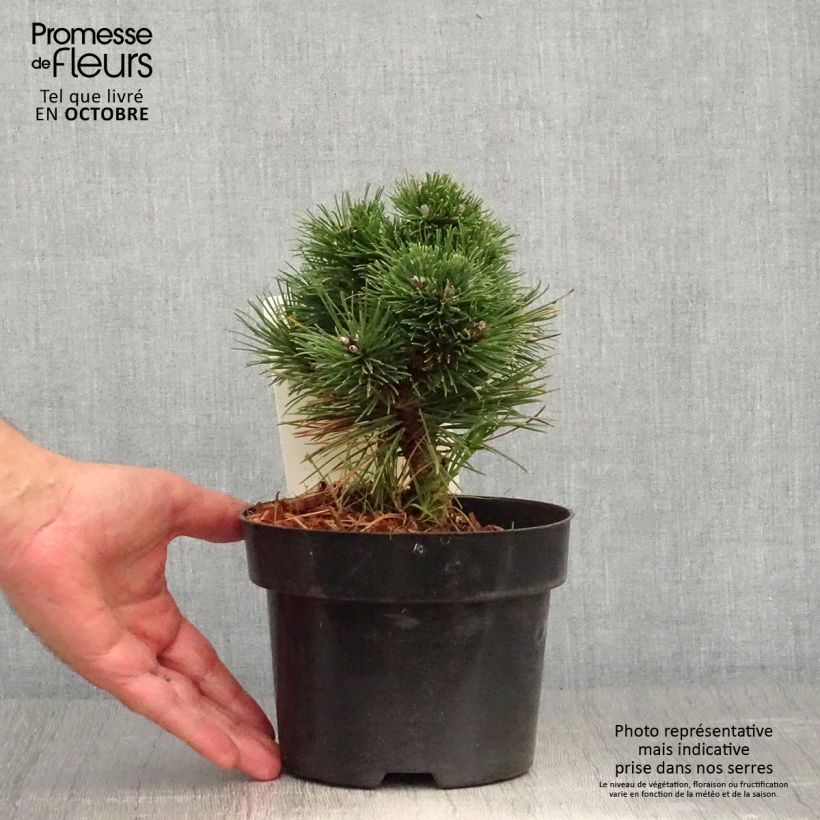 Example of Pinus mugo Heideperle - Bergkiefer Topf mit 2L/3L as you get in automne