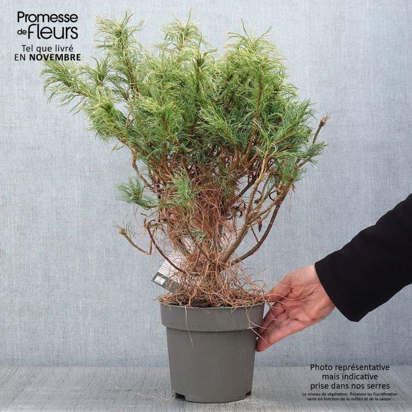 Example of Pinus strobus Green Twist - Weymouths-Kiefer Topf mit 2L/3L as you get in automne