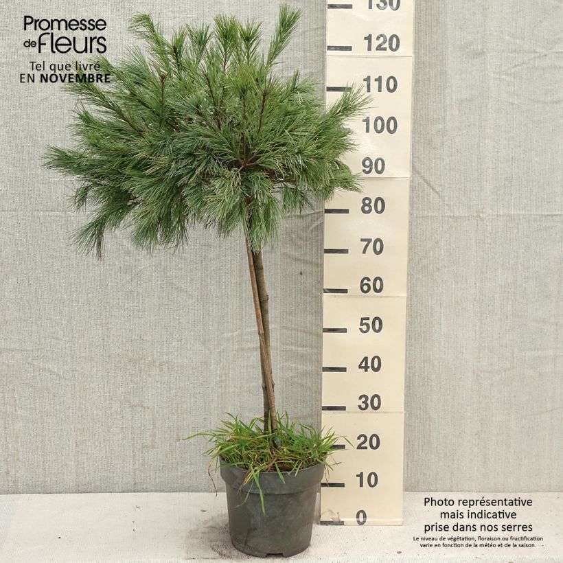 Example of Pinus strobus Mary Butler - Weymouths-Kiefer Topf mit 7,5L/10L as you get in automne