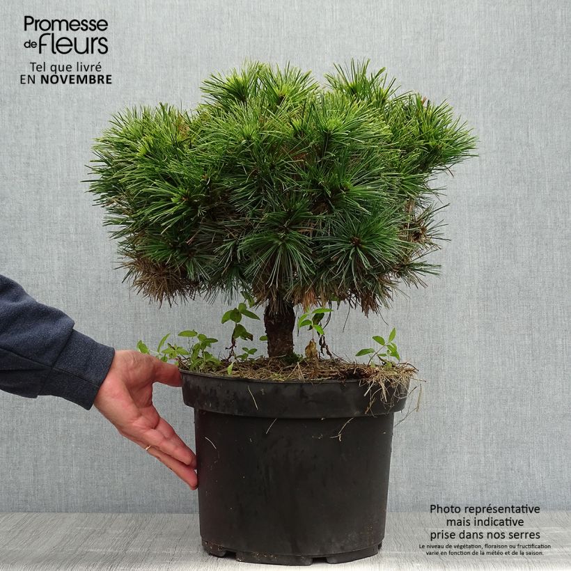 Example of Pinus strobus Minuta - Weymouths-Kiefer Topf mit 7,5L/10L as you get in automne
