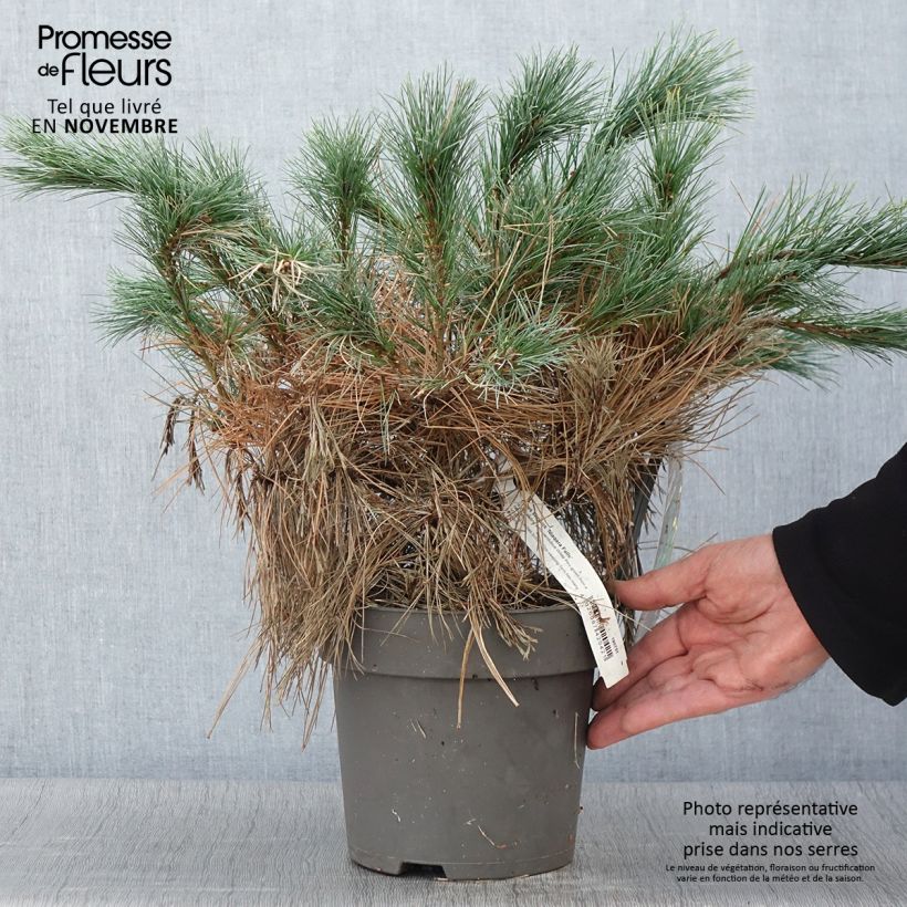 Example of Pinus strobus Niagara Falls - Weymouths-Kiefer Topf mit 3L/4L as you get in automne