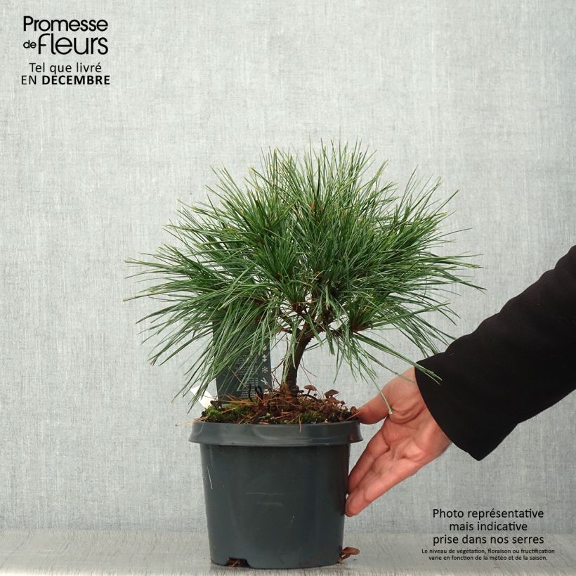 Example of Pinus strobus Radiata - Weymouths-Kiefer Topf mit 3L/4L as you get in automne
