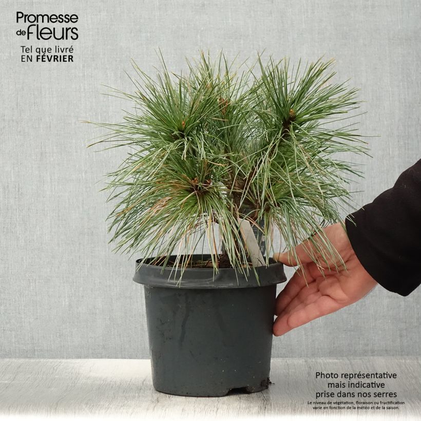 Exemplar von Pinus strobus Radiata - Weymouths-Kiefer Topf mit 3L/4L wie im Winter geliefert