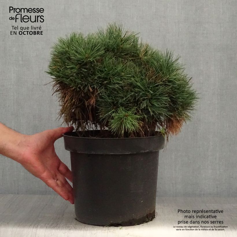 Example of Pinus strobus Ontario - Weymouths-Kiefer Topf mit 7,5L/10L as you get in automne