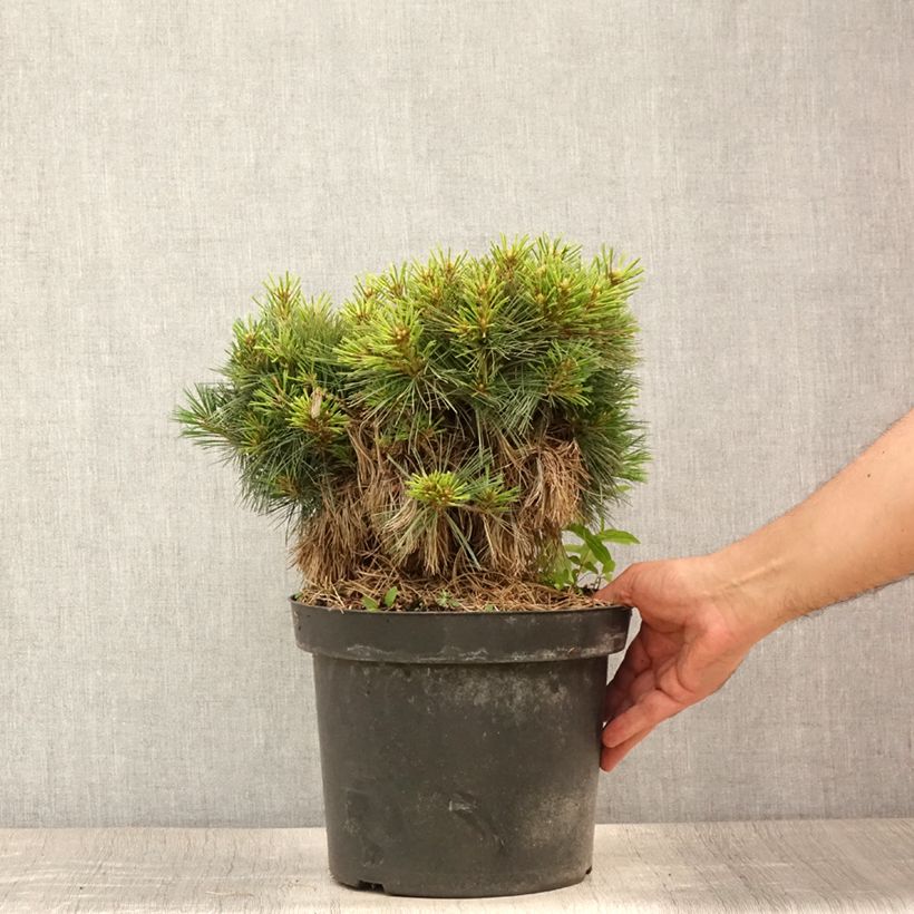 Exemplar von Pinus strobus Ontario - Weymouths-Kiefer Topf mit 7,5L/10L, Stamm wie im Sommer geliefert