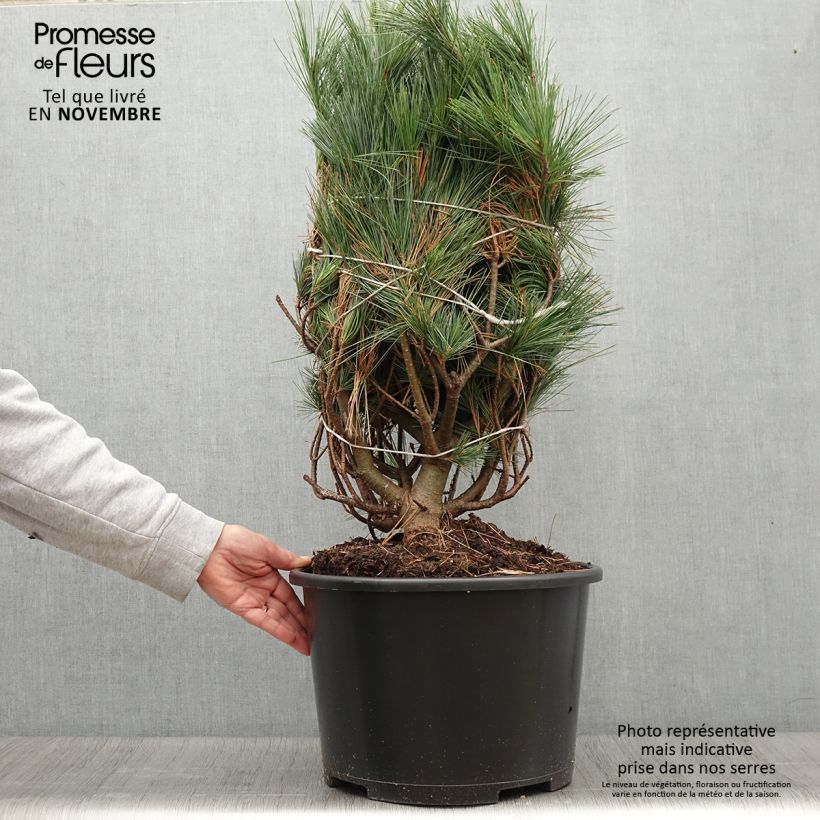 Example of Pinus strobus Secrest - Weymouths-Kiefer Stück as you get in automne