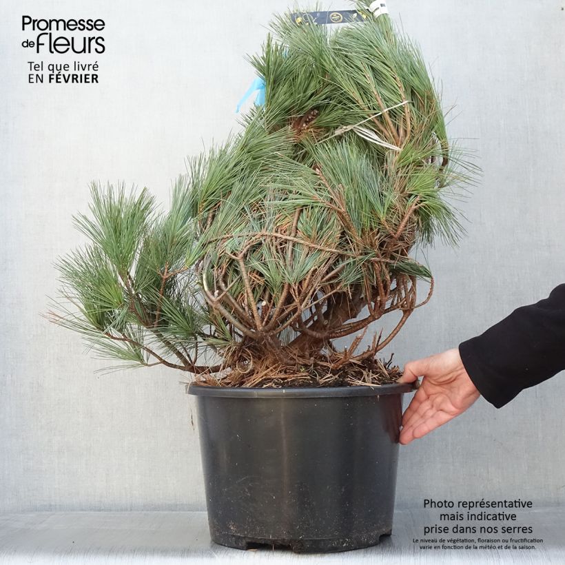 Exemplar von Pinus strobus Secrest - Weymouths-Kiefer Stück wie im Winter geliefert