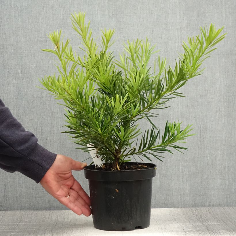 Example of Podocarpus macrophyllus - Großblättrige Steineibe Topf mit 2L/3L as you get in ete