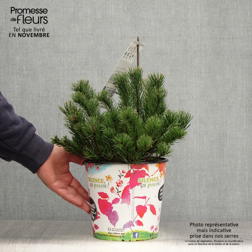 Example of Pinus mugo mughus - Krummholz-Kiefer Topf mit 4L/5L as you get in automne