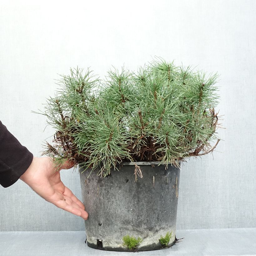 Exemplar von Pinus mugo mughus - Krummholz-Kiefer Topf mit 7,5L/10L wie im Herbst geliefert