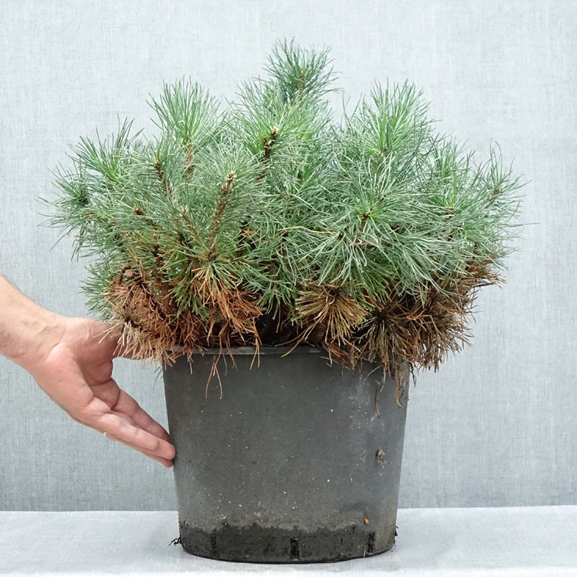 Example of Pinus mugo mughus - Krummholz-Kiefer Topf mit 7,5L/10L as you get in ete