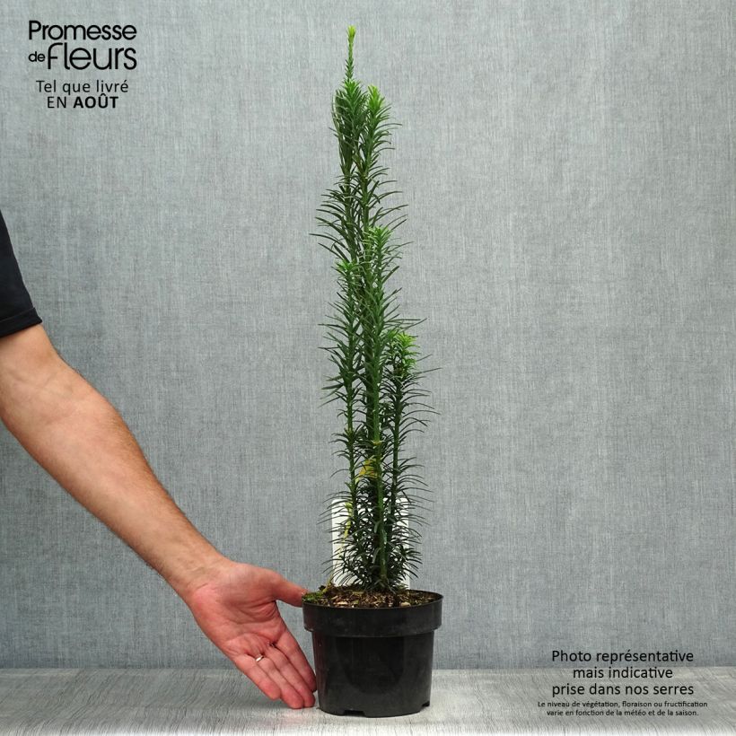 Exemplar von Cephalotaxus harringtonia Fastigiata - Harringtons Kopfeibe Topf mit 2L/3L wie im Sommer geliefert