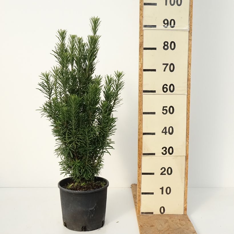 Exemplar von Cephalotaxus harringtonia Fastigiata - Harringtons Kopfeibe Topf mit 4L/5L wie im Herbst geliefert