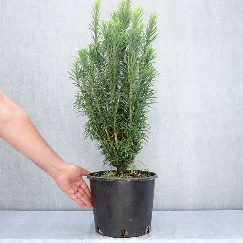Example of Cephalotaxus harringtonia Fastigiata - Harringtons Kopfeibe Topf mit 7,5L/10L as you get in ete