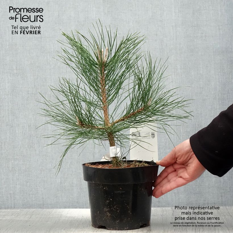 Exemplar von Pinus nigra nigra - Schwarzkiefer Topf mit 2L/3L wie im Winter geliefert