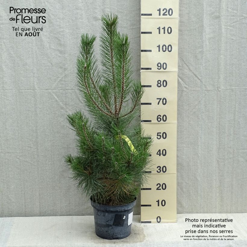 Example of Pinus nigra nigra - Schwarzkiefer Topf mit 7,5L/10L as you get in ete