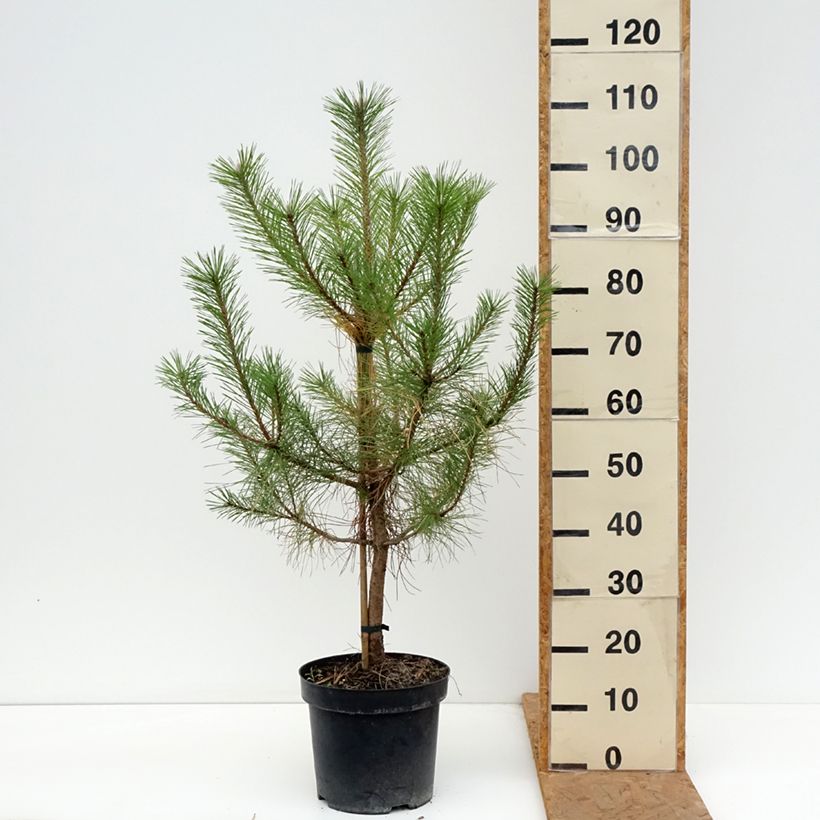 Exemplar von Pinus nigra nigra - Schwarzkiefer Topf mit 7,5L/10L wie im Herbst geliefert
