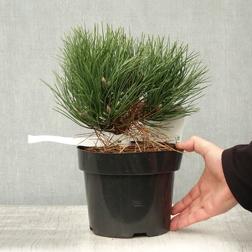 Example of Pinus nigra 'Nana' - Schwarzkiefer Topf mit 2L/3L as you get in automne