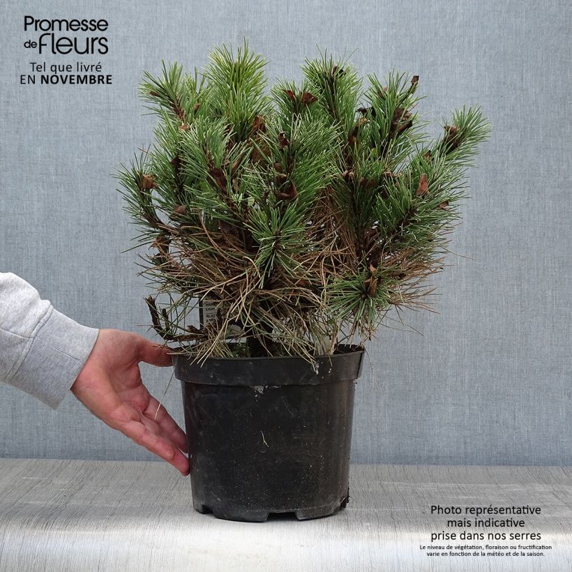 Example of Pinus nigra 'Nana' - Schwarzkiefer Topf mit 7,5L/10L as you get in automne