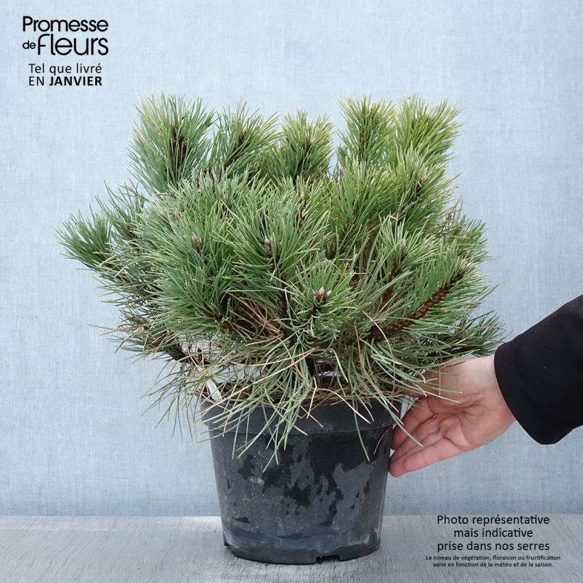 Exemplar von Pinus nigra 'Nana' - Schwarzkiefer Topf mit 7,5L/10L wie im Winter geliefert