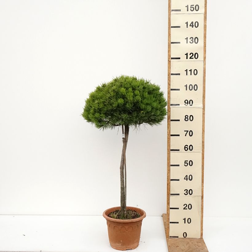 Exemplar von Pinus nigra Marie Brégeon - Schwarzkiefer Topf mit 7,5L/10L, Halbstamm wie im Herbst geliefert