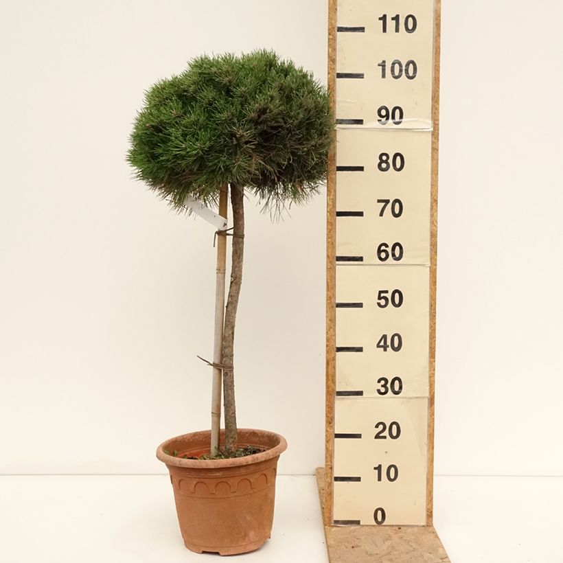 Example of Pinus nigra Marie Brégeon - Schwarzkiefer Topf mit 7,5L/10L as you get in ete