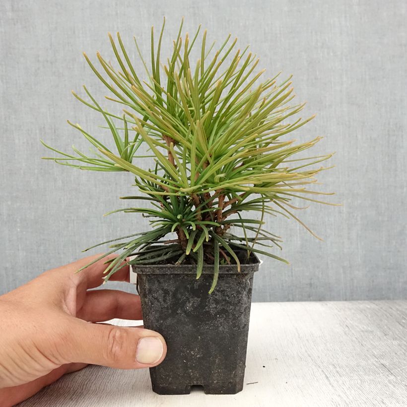 Example of Sciadopitys verticillata - Japanische Schirmtanne Kleine Töpfe von 8/9 cm as you get in ete