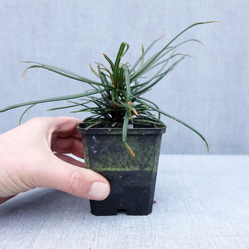 Exemplar von Sciadopitys verticillata - Japanische Schirmtanne Kleine Töpfe von 8/9 cm wie im Winter geliefert