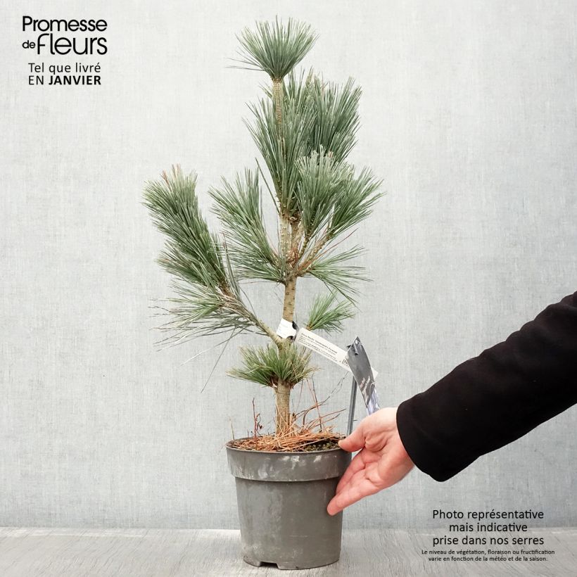 Exemplar von Pinus flexilis Vanderwolfs Pyramid - Biegsame Kiefer Topf mit 2L/3L wie im Winter geliefert