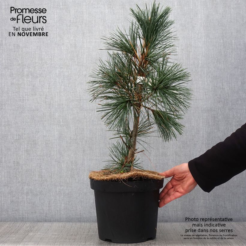 Example of Pinus flexilis Vanderwolfs Pyramid - Biegsame Kiefer Topf mit 7,5L/10L as you get in automne