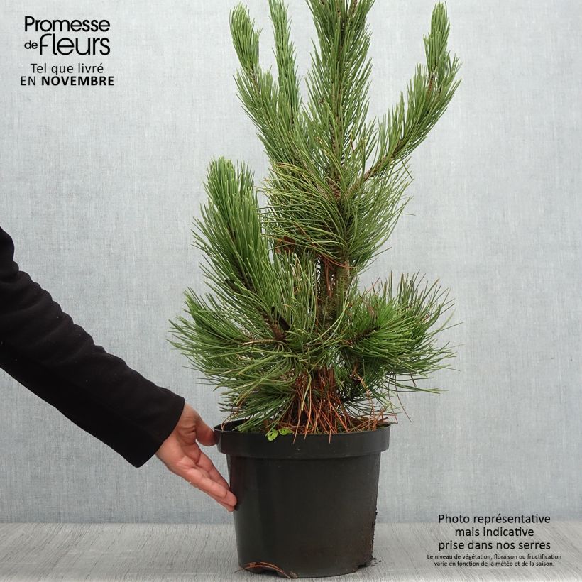 Example of Pinus heldreichii Satellit - Schlangenhaut-Kiefer Topf mit 7,5L/10L as you get in automne