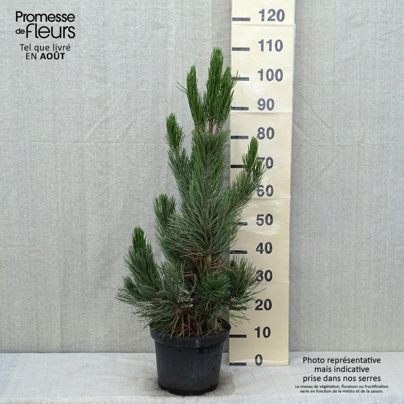 Exemplar von Pinus heldreichii Satellit - Schlangenhaut-Kiefer Topf mit 7,5L/10L wie im Sommer geliefert