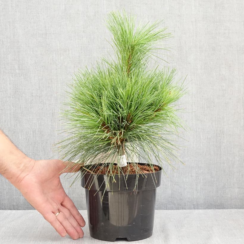 Exemplar von Pinus schwerinii Wiethorst - Zapfenkiefer Topf mit 2L/3L wie im Sommer geliefert