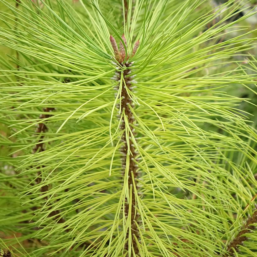 Pinus ponderosa - Ponderosa-Kiefer (Laub)