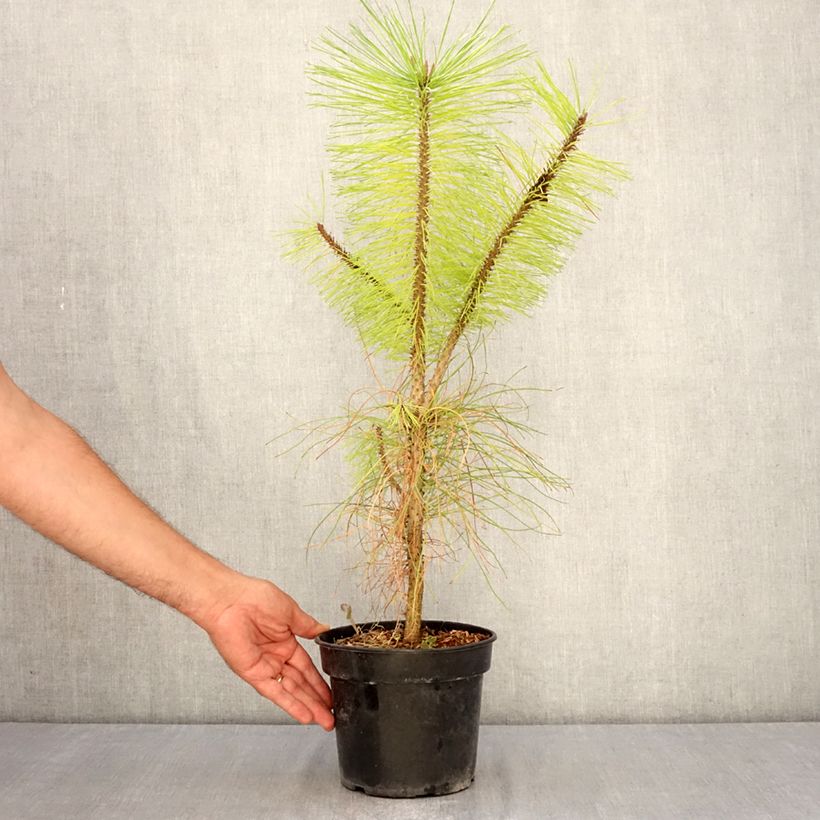 Example of Pinus ponderosa - Ponderosa-Kiefer Topf mit 3L/4L as you get in ete